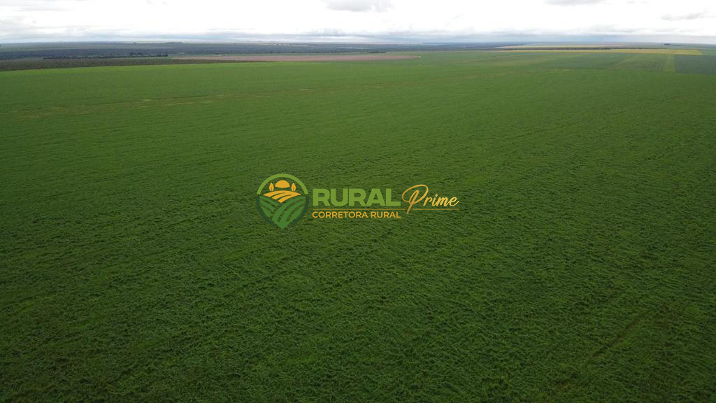 Fazenda (São Desidério-BA)