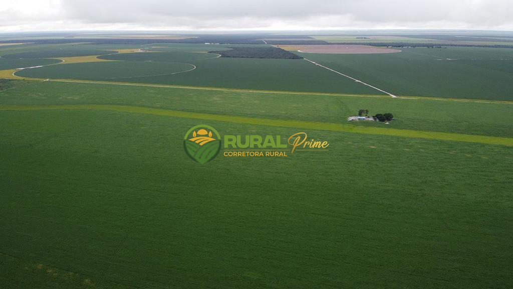 Fazenda (São Desidério-BA)