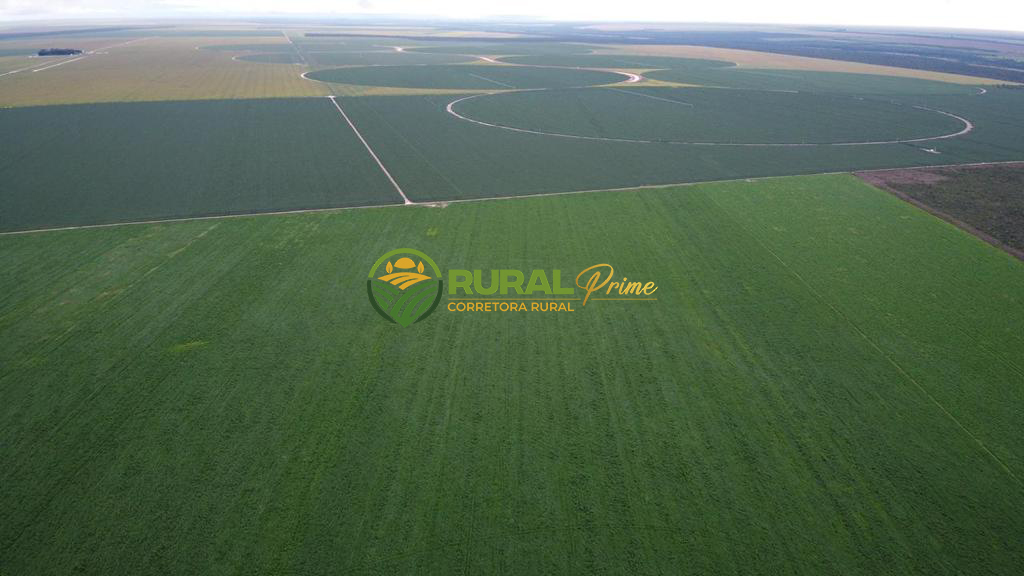 Fazenda (São Desidério-BA)