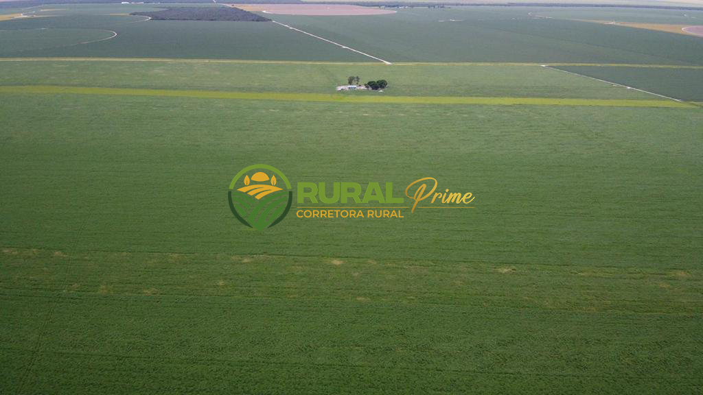 Fazenda (São Desidério-BA)