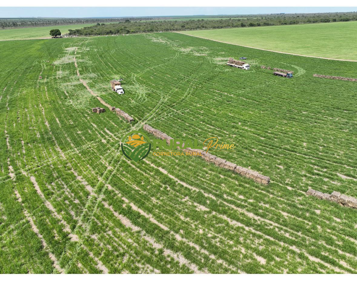 Fazenda à venda (Anel da Soja - BA)