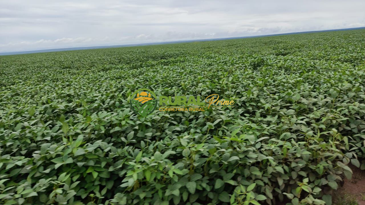 Fazenda à venda em Formosa do Rio Preto-BA - 9.360